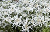 Edelweiß 'Blossom of Snow'