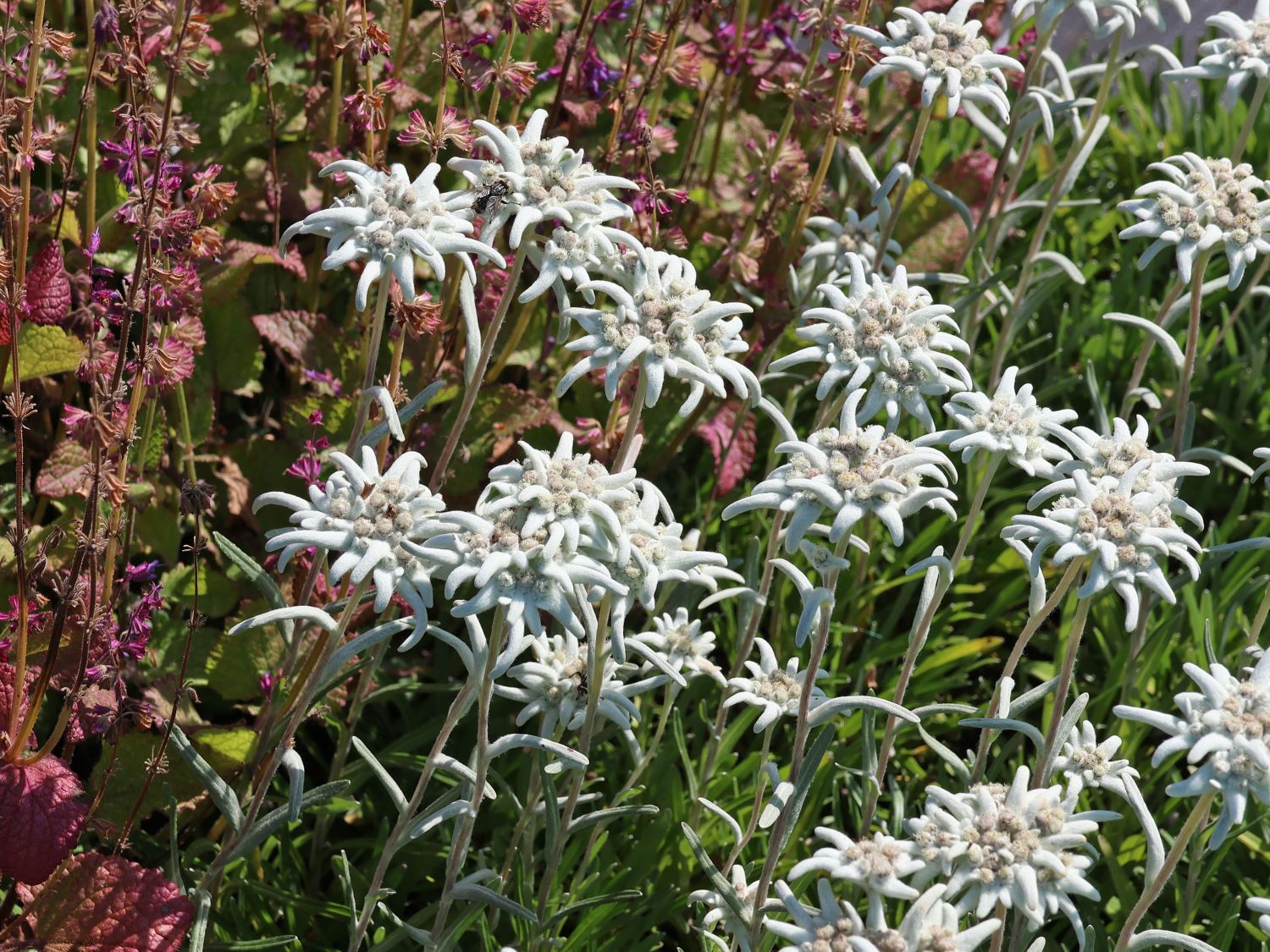 Edelweiß 'Matterhorn' ®