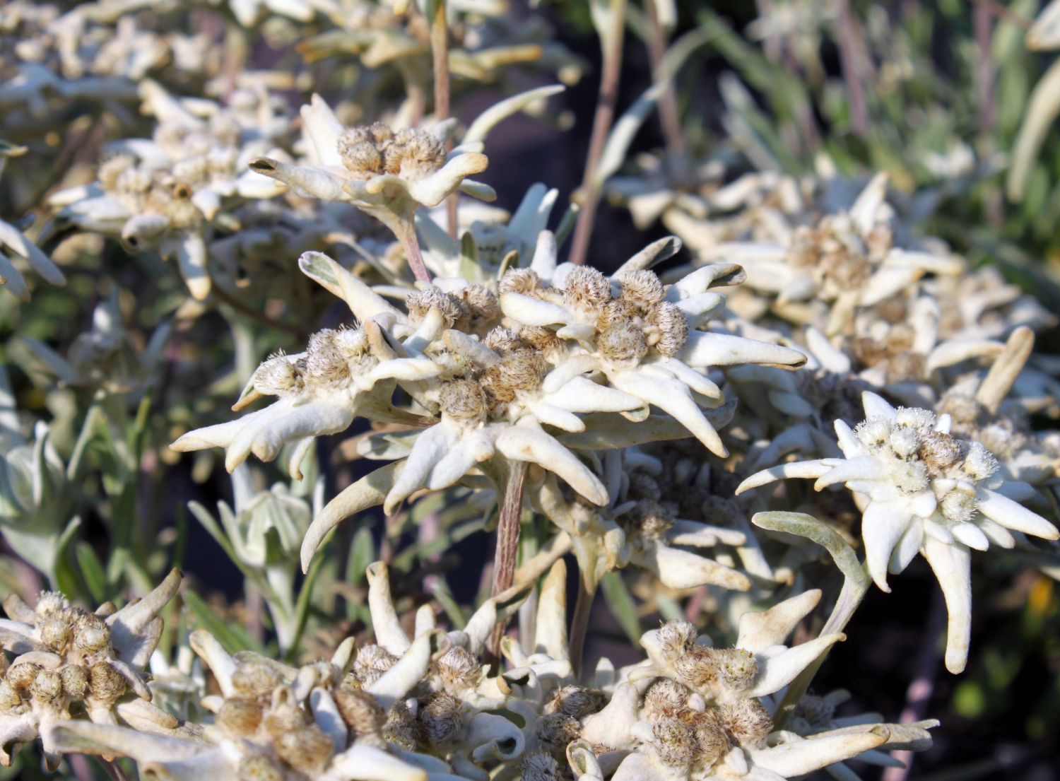 Edelweiß (Leontopodium)