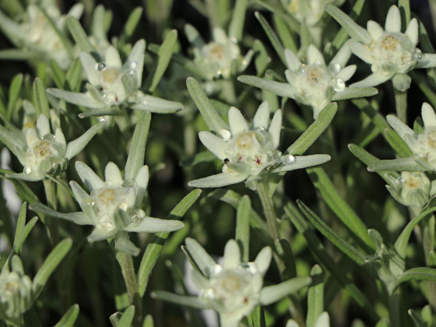 Edelweiß 'Zugspitze'