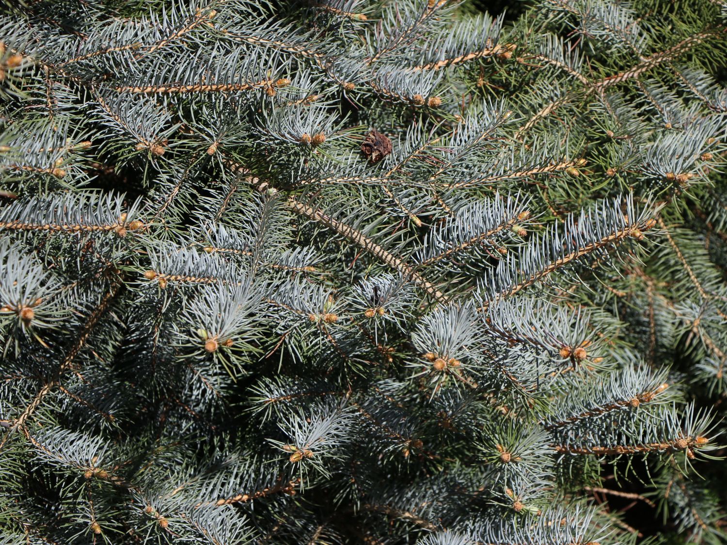 Edith's Blaufichte 'Edith' - Picea pungens 'Edith'