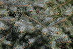 Edith's Blaufichte 'Edith' - Picea pungens 'Edith'