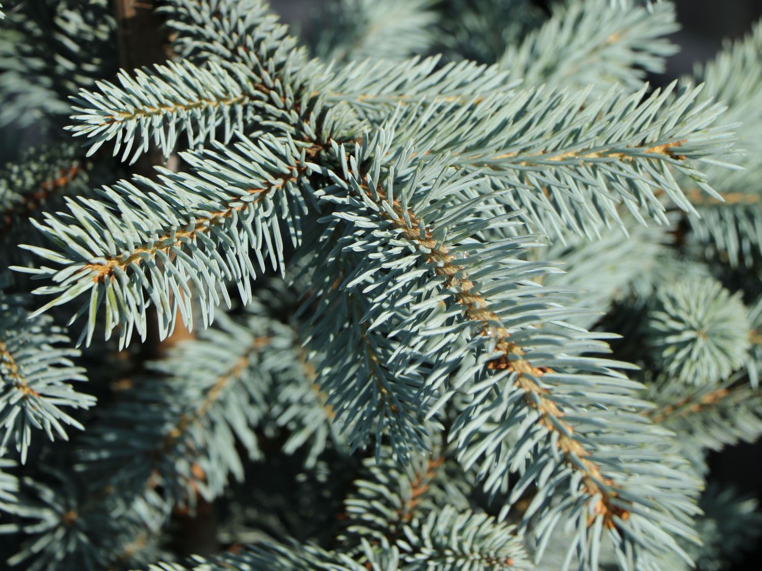 Edith's Blaufichte 'Edith' - Picea pungens 'Edith'