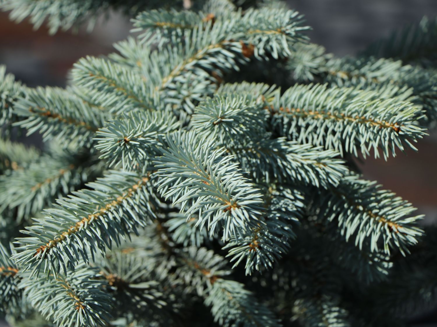Edith's Blaufichte 'Edith' - Picea pungens 'Edith'