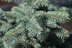Edith's Blaufichte 'Edith' - Picea pungens 'Edith'