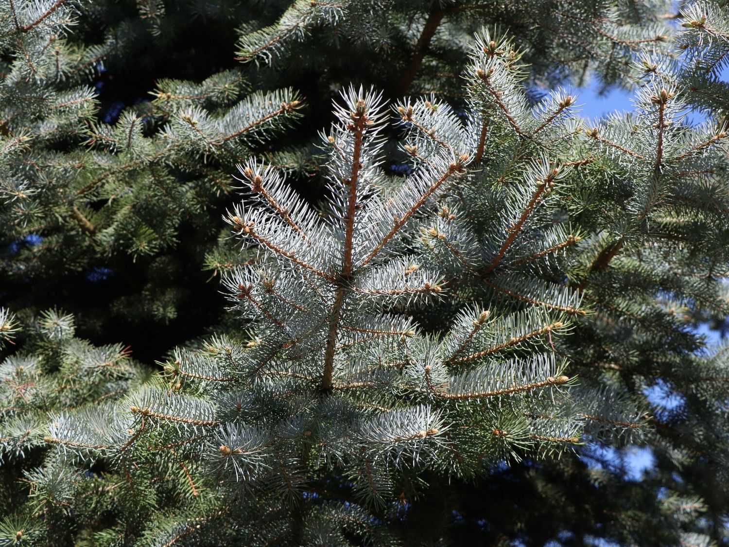 Edith's Blaufichte 'Edith' - Picea pungens 'Edith'