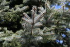 Edith's Blaufichte 'Edith' - Picea pungens 'Edith'