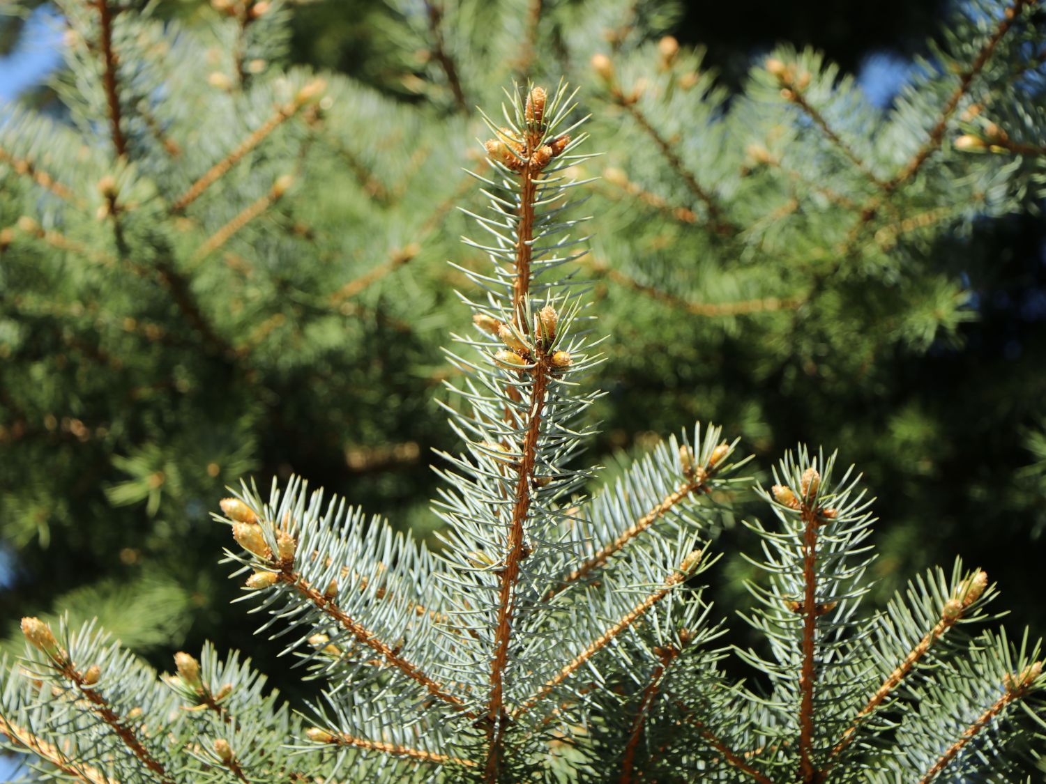 Edith's Blaufichte 'Edith' - Picea pungens 'Edith'