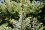 Edith's Blaufichte 'Edith' - Picea pungens 'Edith'