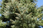 Edith's Blaufichte 'Edith' - Picea pungens 'Edith'