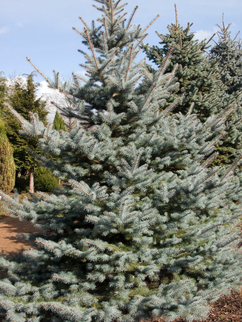 Edith's Blaufichte 'Edith' - Picea pungens 'Edith'