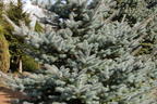 Edith's Blaufichte 'Edith' - Picea pungens 'Edith'