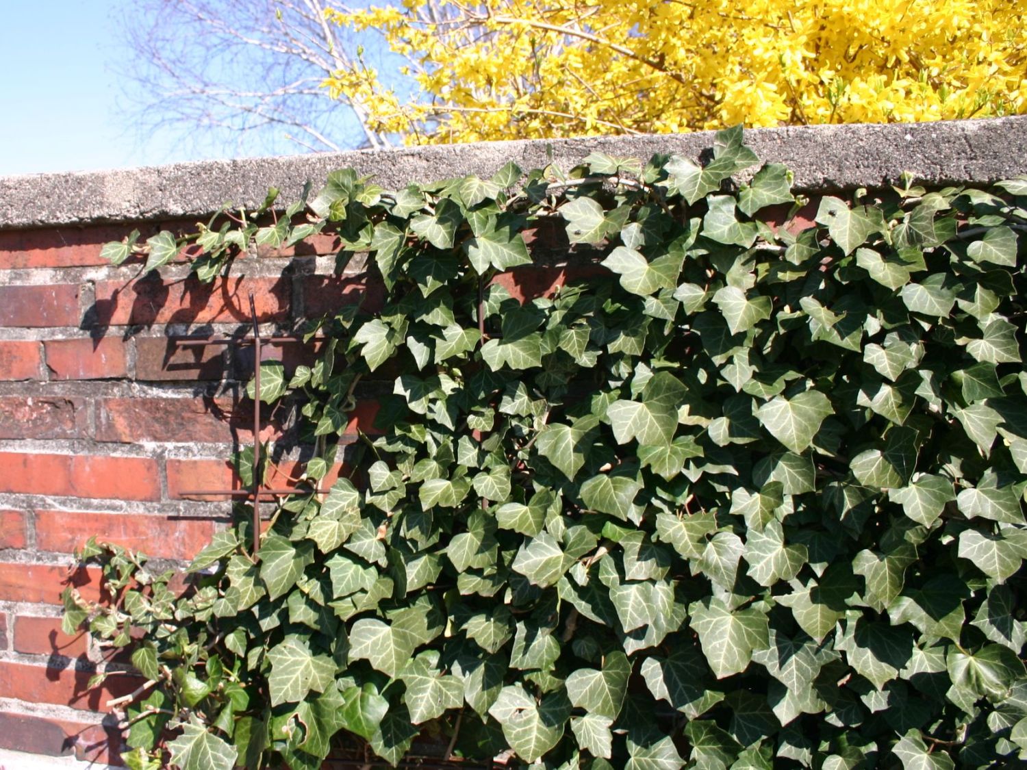 Efeu 'Woerner' - Hedera helix 'Woerner'