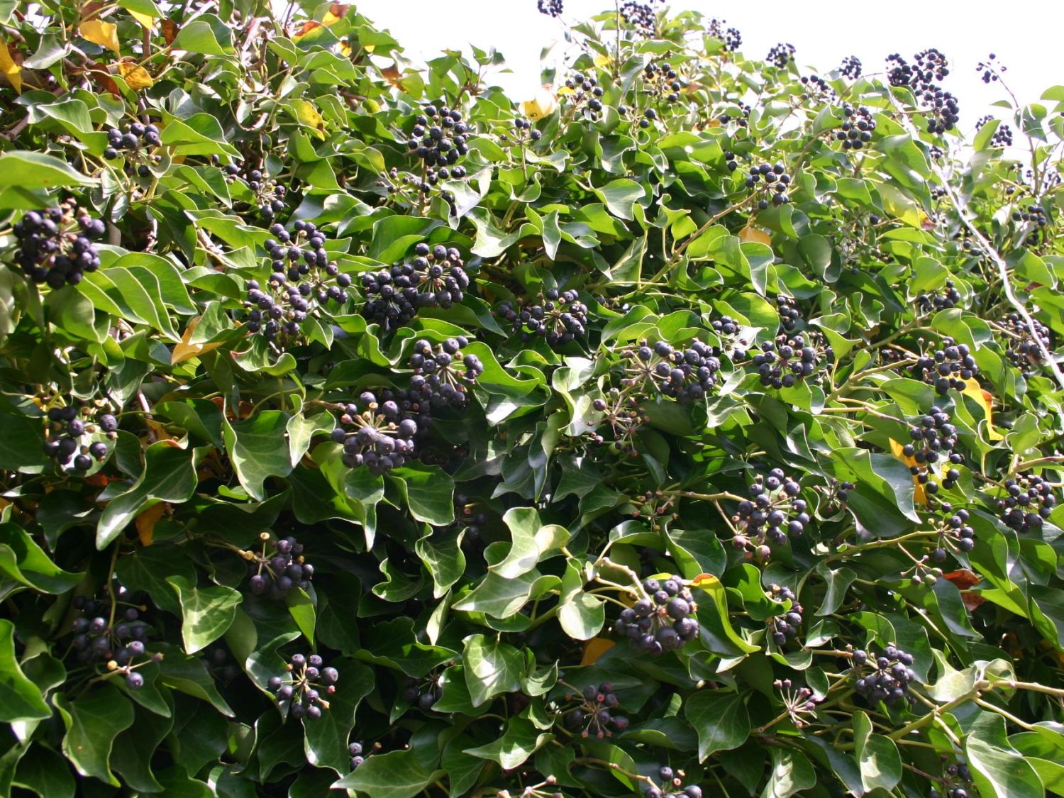 Araliengewächse (Araliaceae)