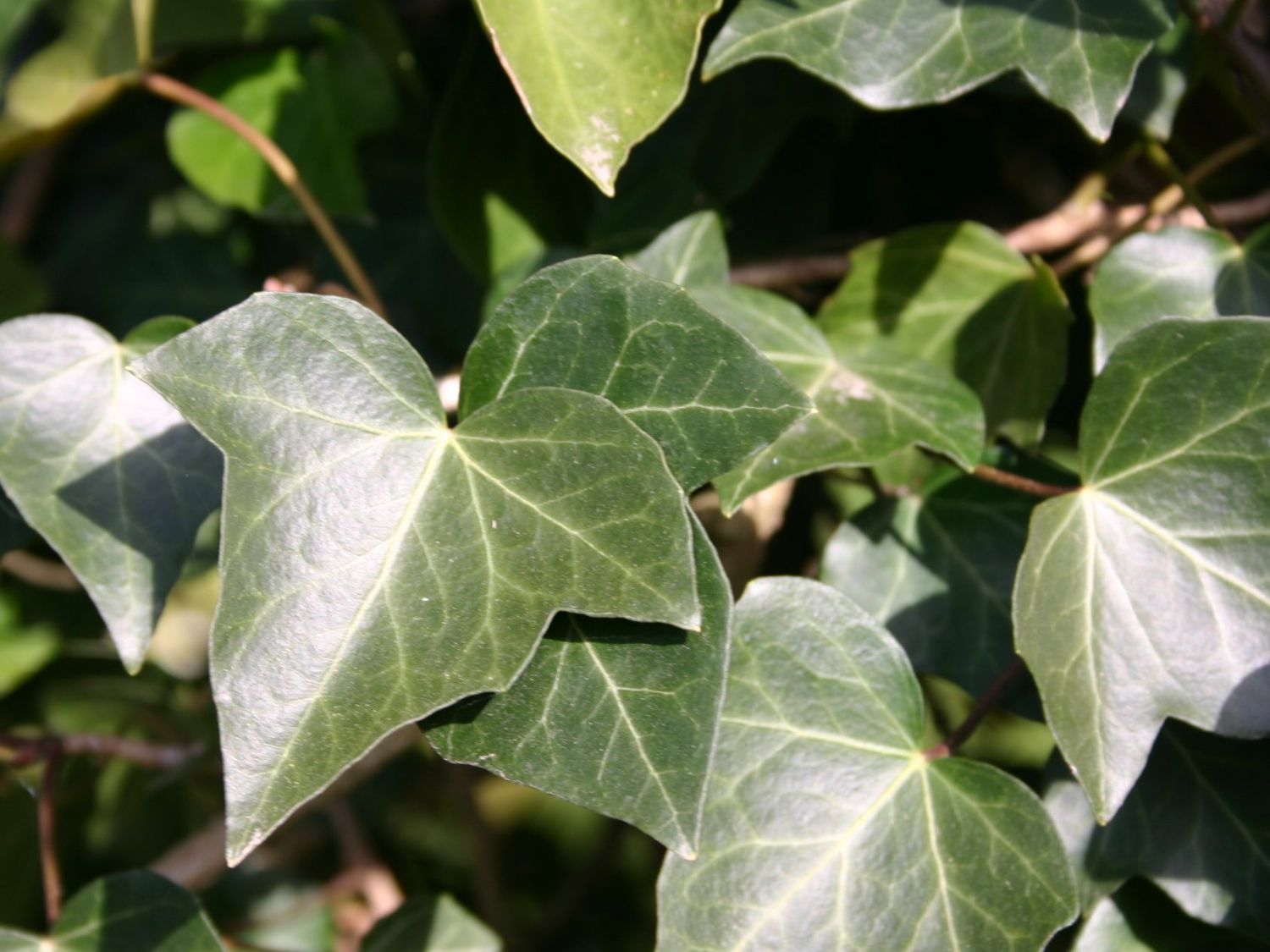 Efeu 'Woerner' - Hedera helix 'Woerner'