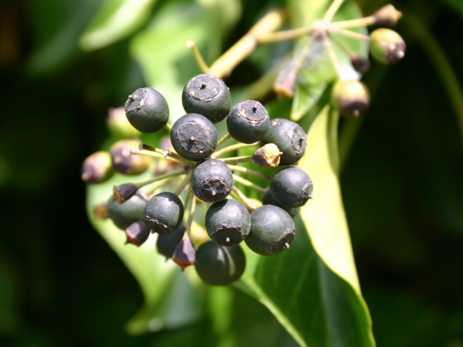 Efeu 'Woerner' - Hedera helix 'Woerner'