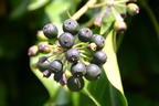 Efeu 'Woerner' - Hedera helix 'Woerner'