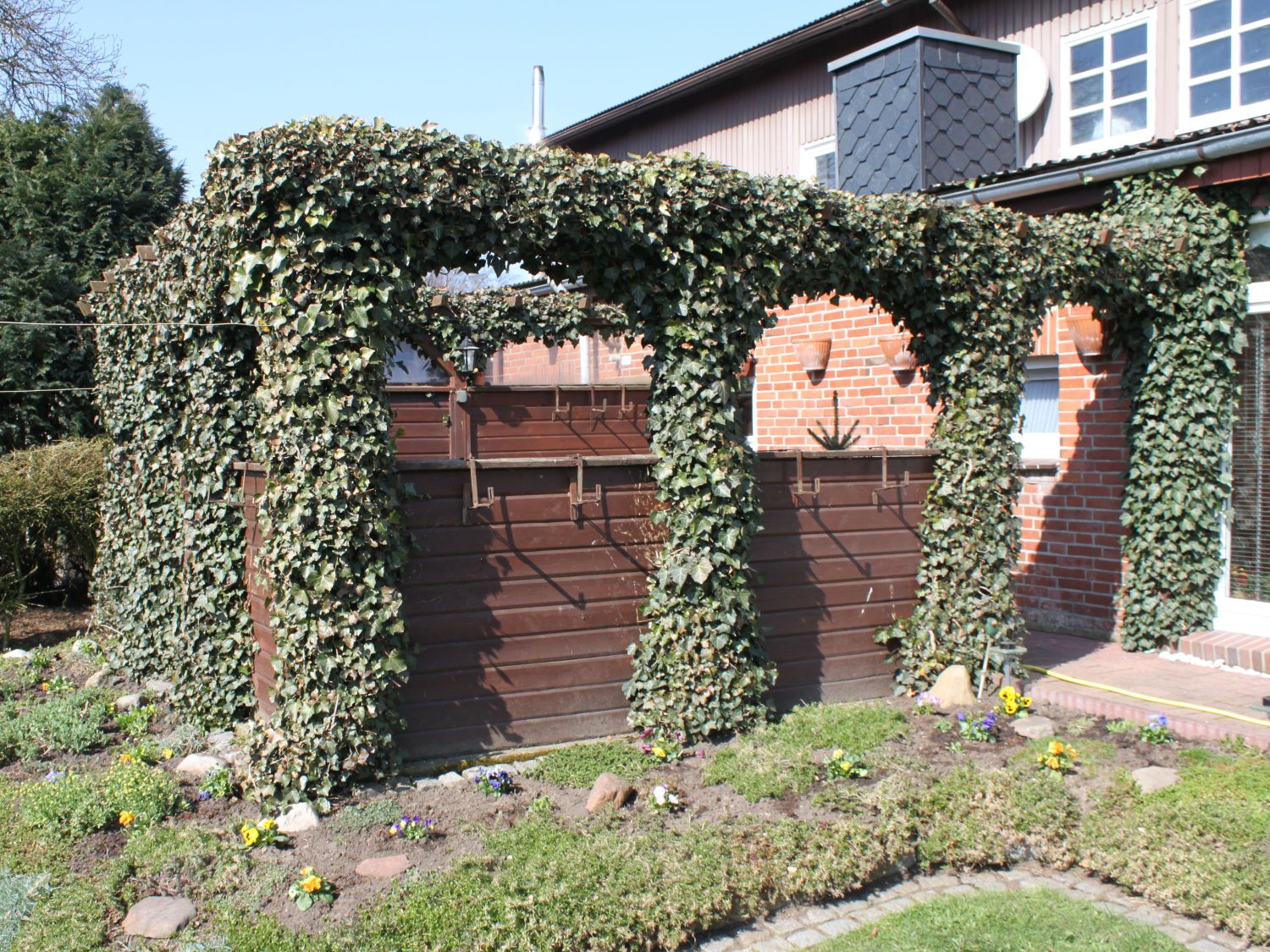 Efeu 'Woerner' - Hedera helix 'Woerner'