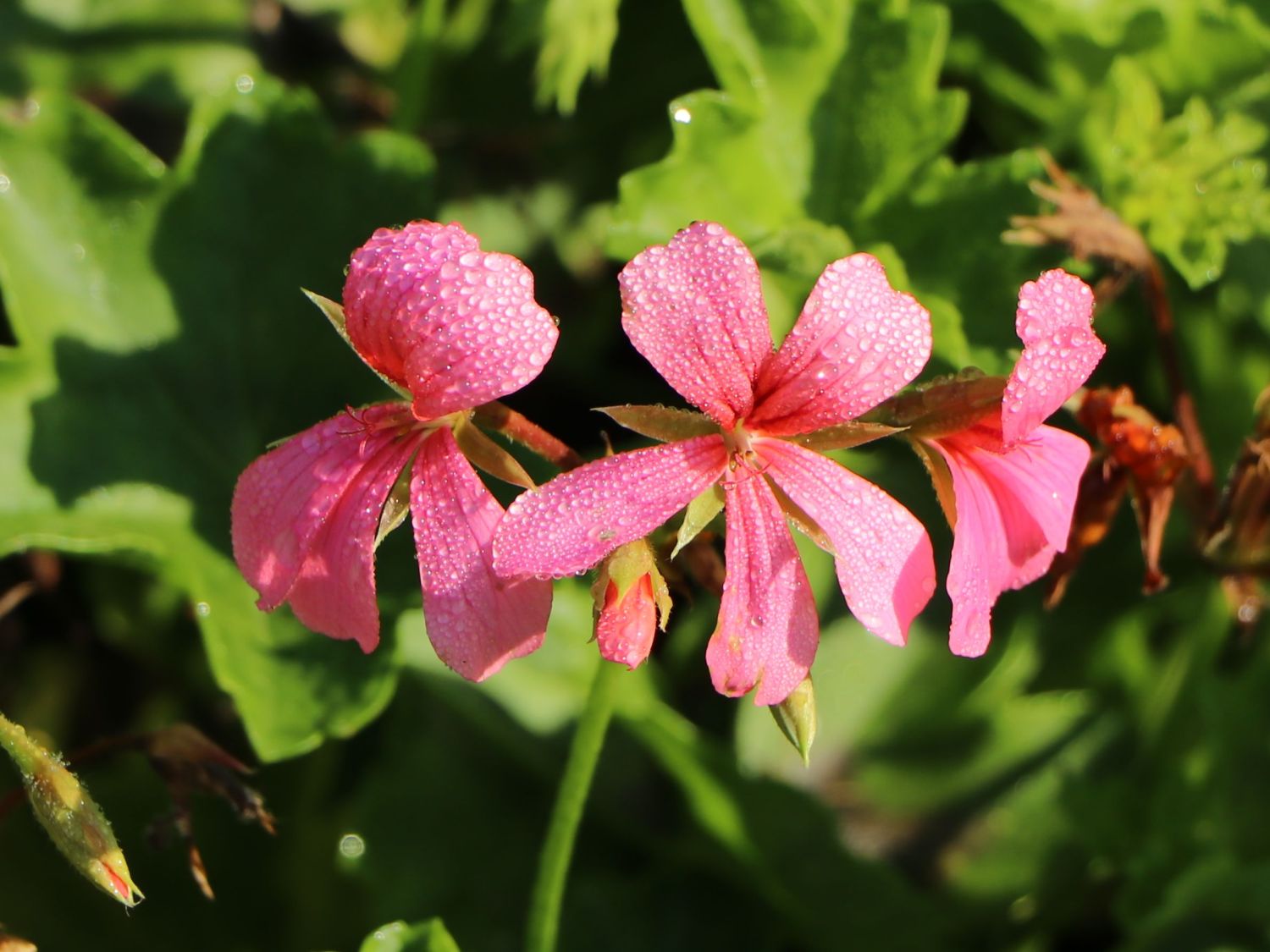 Pelargonien (Pelargonium)
