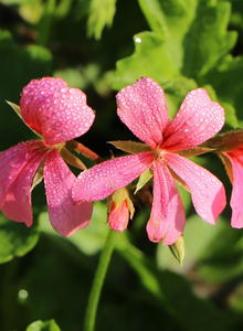 Pelargonien (Pelargonium)