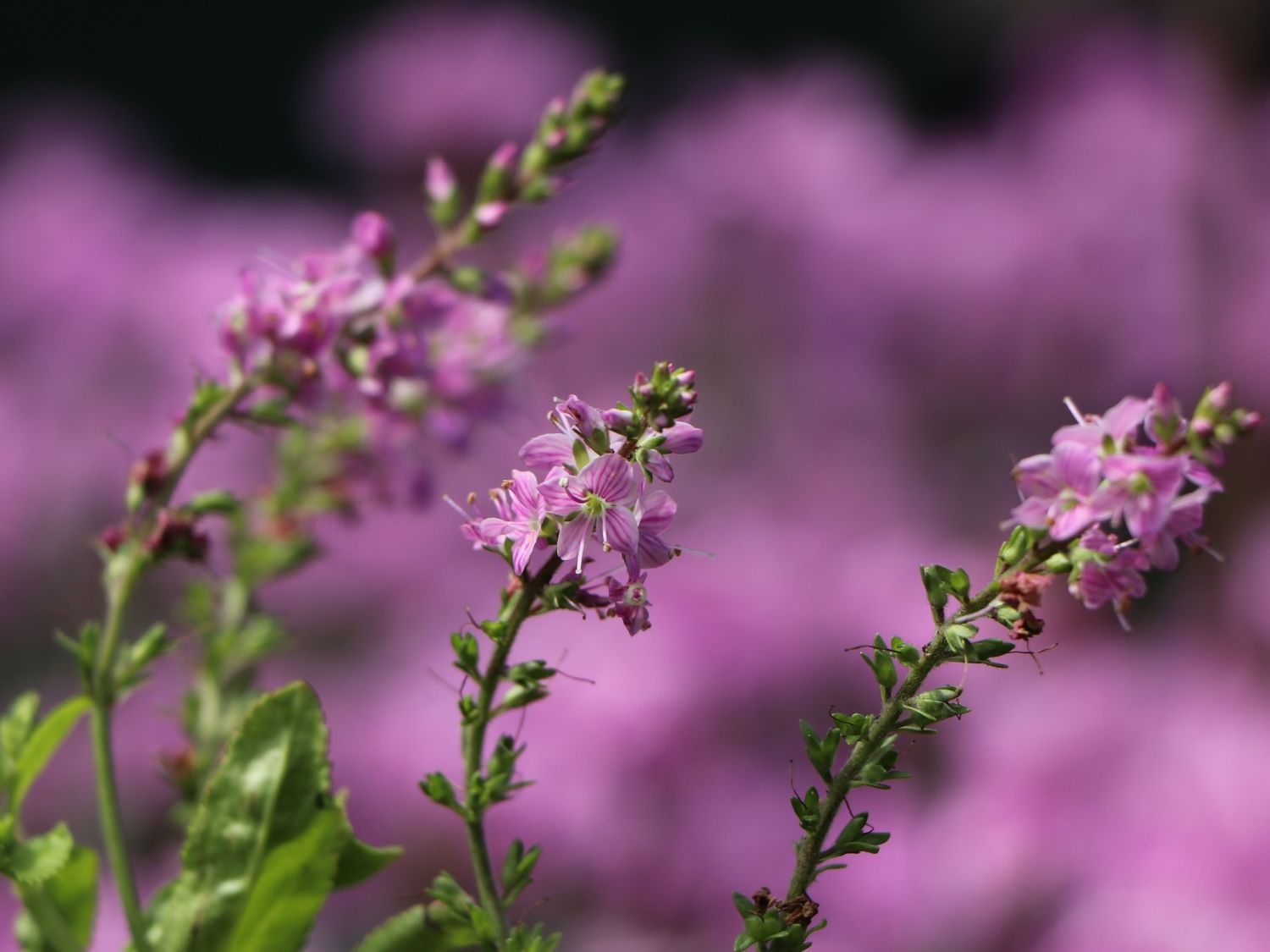 Ehrenpreis 'Kentish Pink'