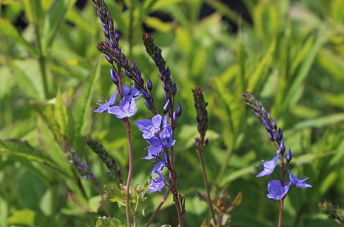 Ehrenpreis 'Königsblau' - Veronica teucrium 'Königsblau'