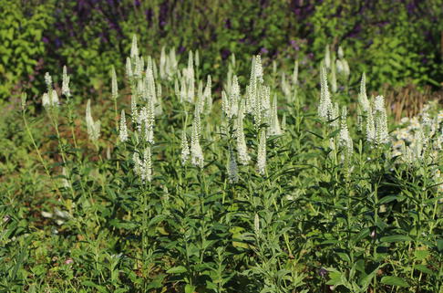 Ehrenpreis 'Schneeriesin' - Veronica longifolia 'Schneeriesin'