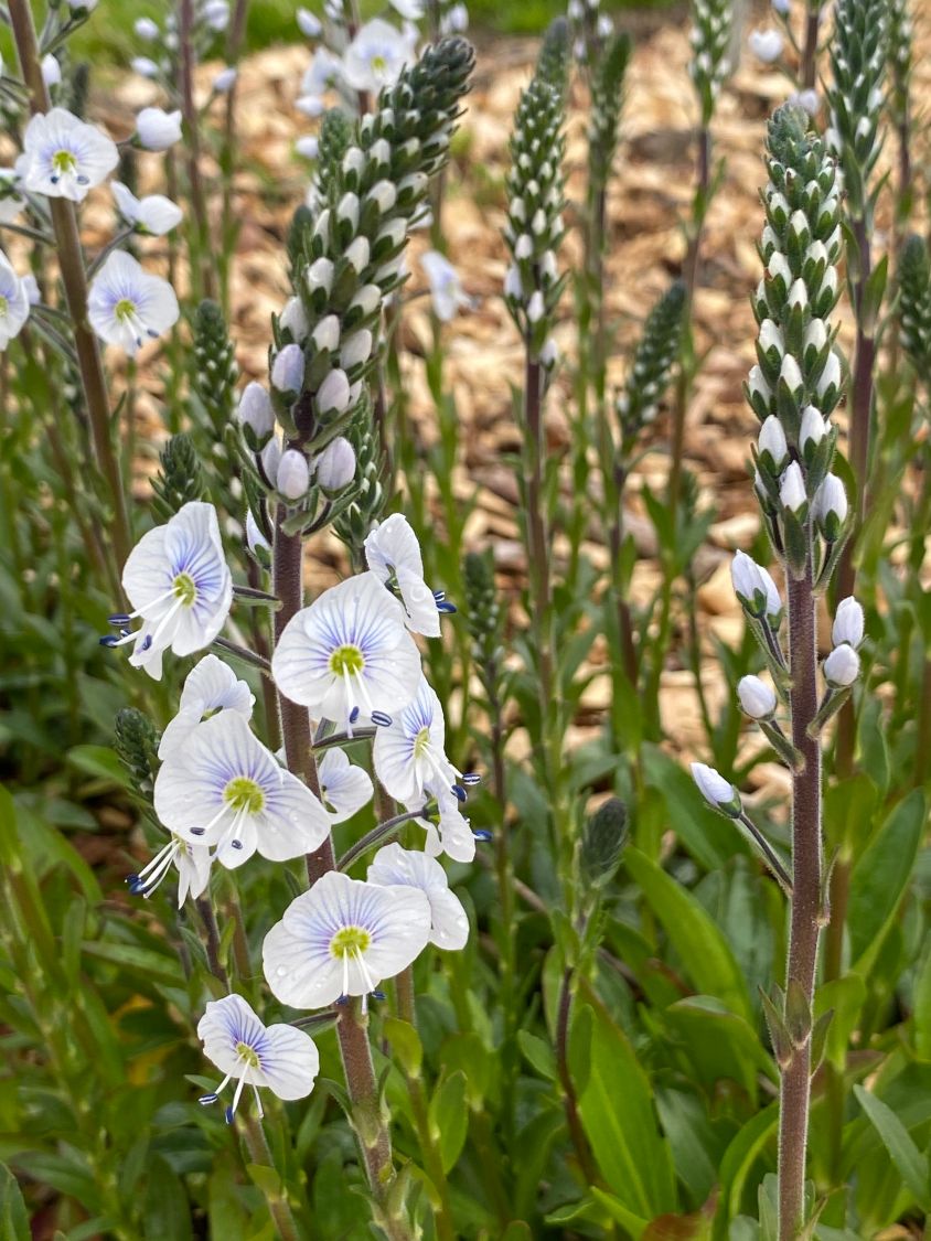 Ehrenpreis 'Tissington White' - Veronica gentianoides 'Tissington White'