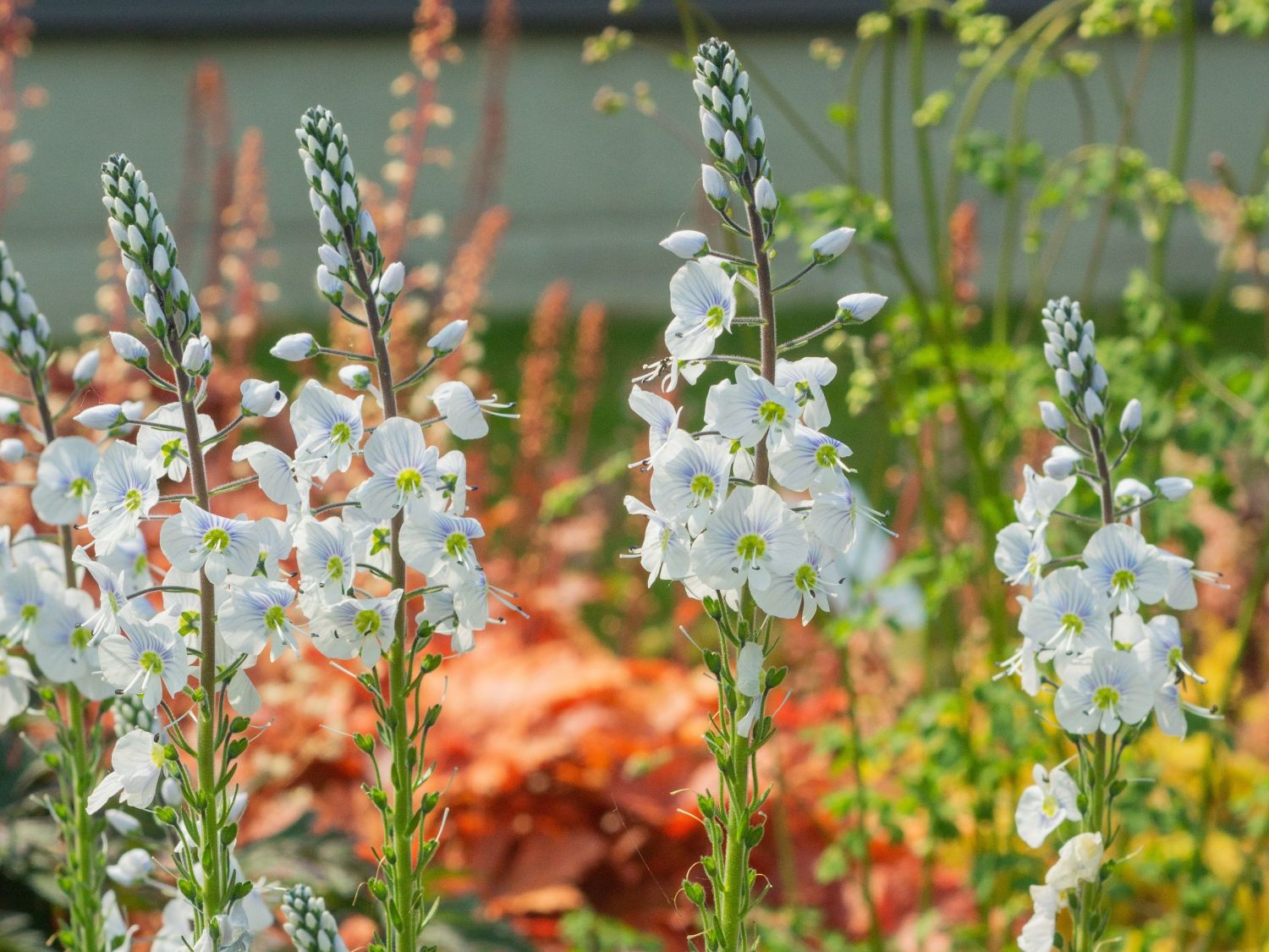 Ehrenpreis 'Tissington White' - Veronica gentianoides 'Tissington White'