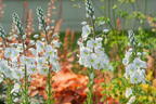 Ehrenpreis 'Tissington White' - Veronica gentianoides 'Tissington White'