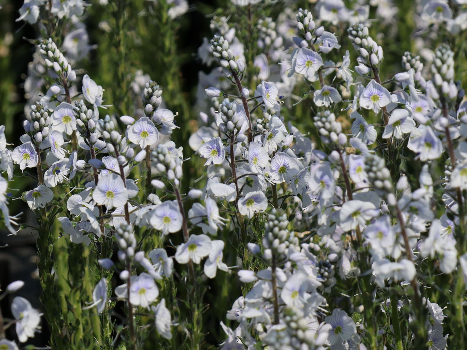 Ehrenpreis 'Tissington White' - Veronica gentianoides 'Tissington White'