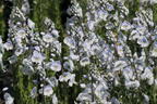 Ehrenpreis 'Tissington White' - Veronica gentianoides 'Tissington White'