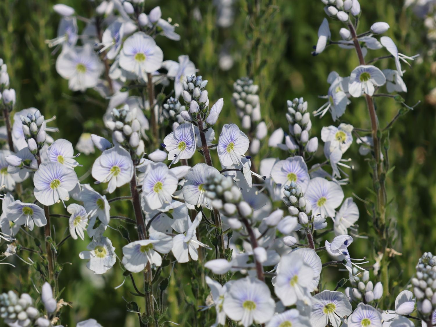 Ehrenpreis 'Tissington White' - Veronica gentianoides 'Tissington White'