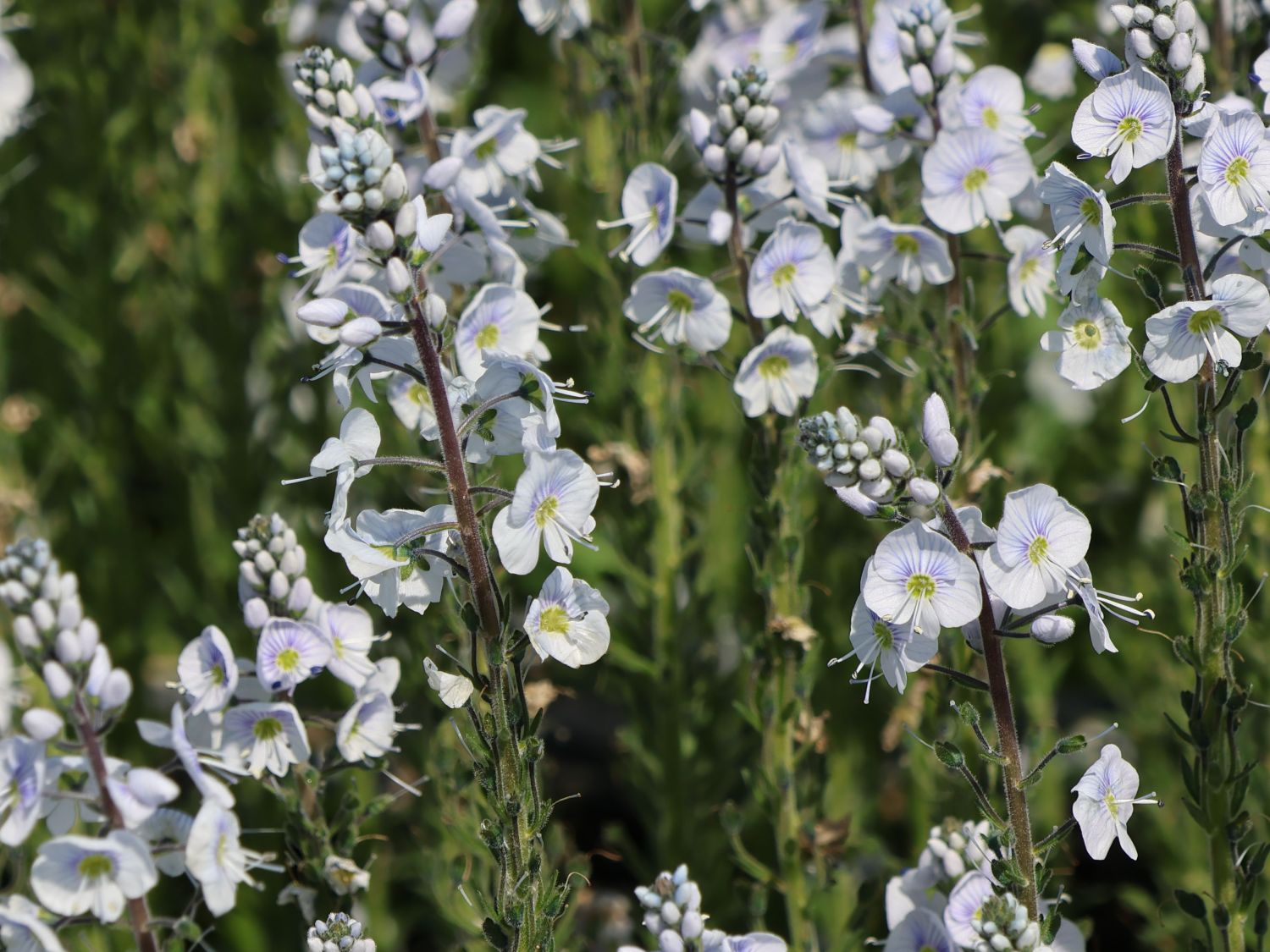 Ehrenpreis 'Tissington White' - Veronica gentianoides 'Tissington White'