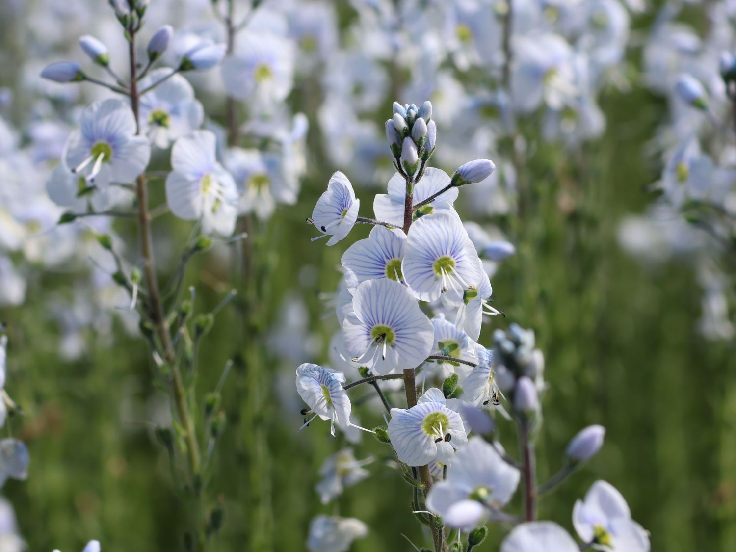 Ehrenpreis 'Tissington White' - Veronica gentianoides 'Tissington White'
