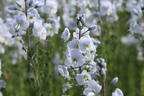Ehrenpreis 'Tissington White' - Veronica gentianoides 'Tissington White'