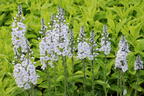 Ehrenpreis 'Tissington White' - Veronica gentianoides 'Tissington White'