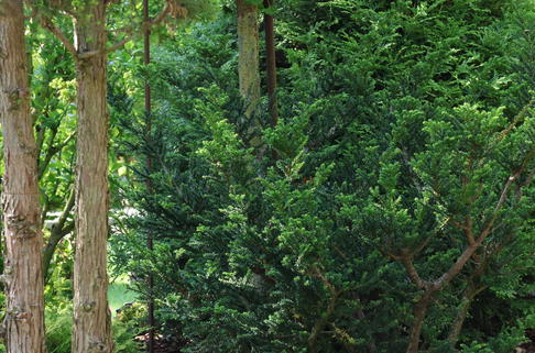 Eibe 'Amersfoort' - Taxus cuspidata 'Amersfoort'