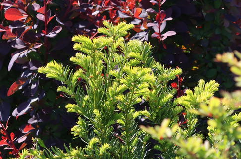 Eibe 'Farmen' - Taxus media 'Farmen'