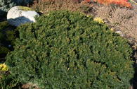 Eibe 'Green Diamond'
