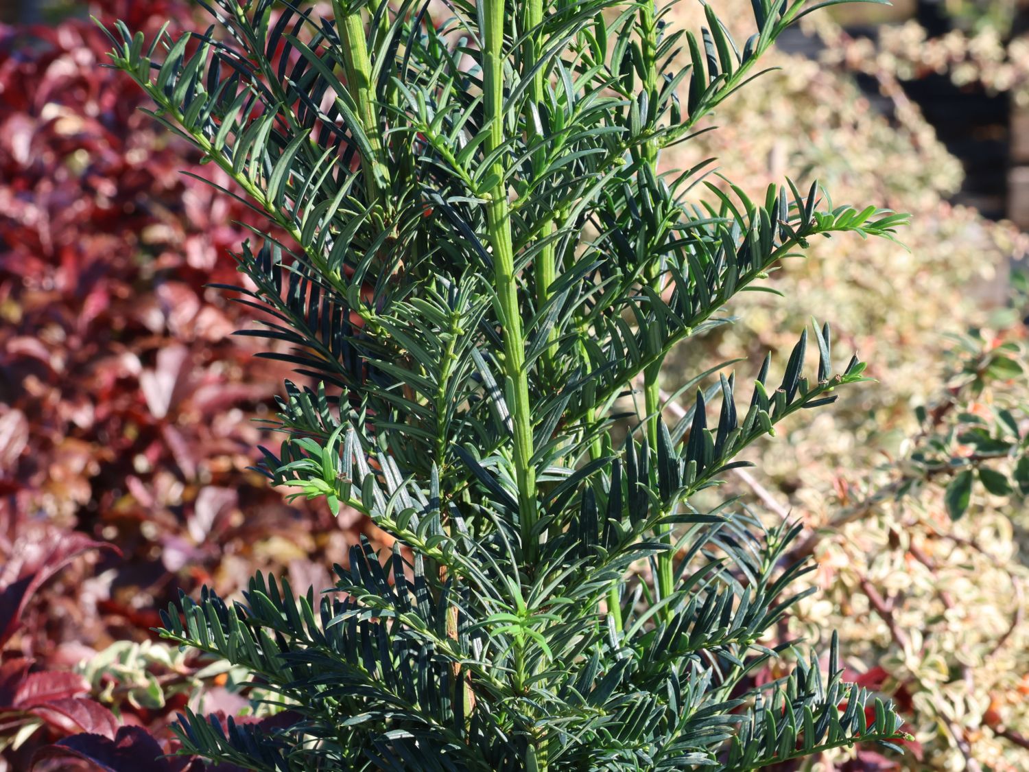 Eibe 'Hpken's Gigant' - Taxus baccata 'Hpken's Gigant' - Baumschule  Horstmann