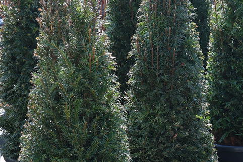 Eibe (Kegel) - Taxus baccata (Kegel)