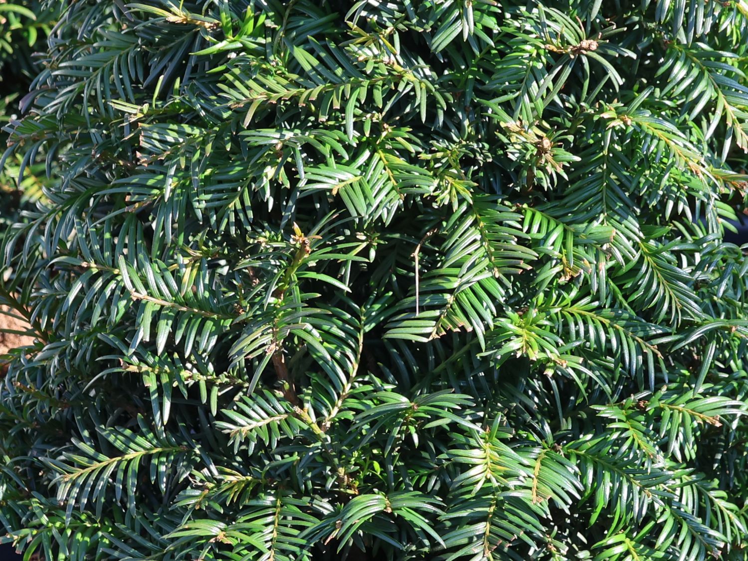 Eibe (Kegel) - Taxus baccata (Kegel)