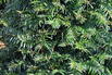 Eibe (Kegel) - Taxus baccata (Kegel)