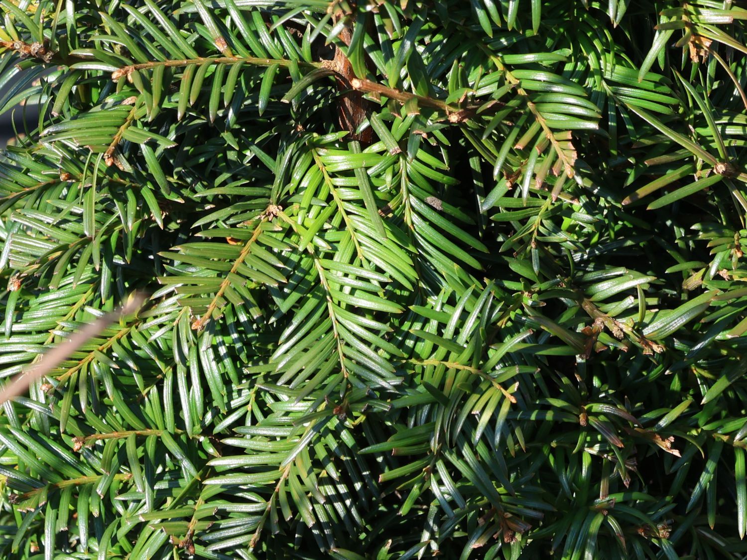 Eibe (Kegel) - Taxus baccata (Kegel)