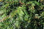 Eibe (Kegel) - Taxus baccata (Kegel)