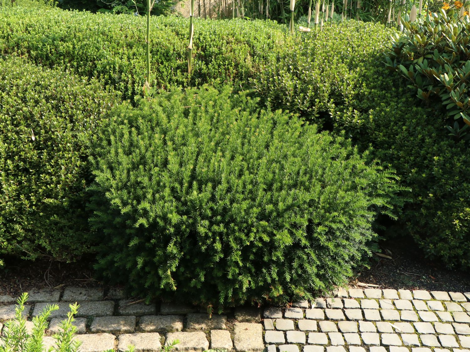 Eibe (Kugel) - Taxus baccata (Kugel)