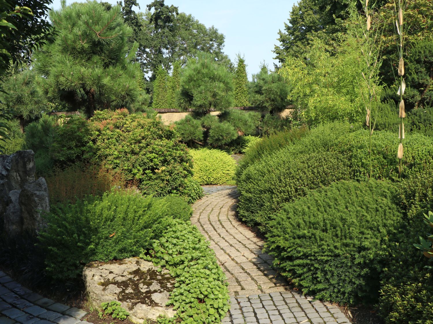 Eibe (Kugel) - Taxus baccata (Kugel)