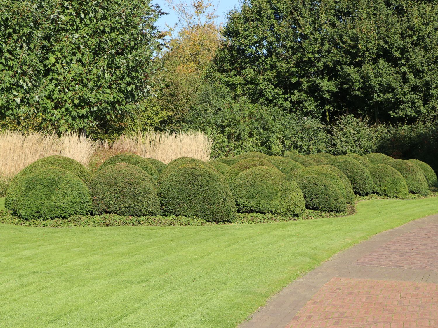 Eibe (Kugel) - Taxus baccata (Kugel)
