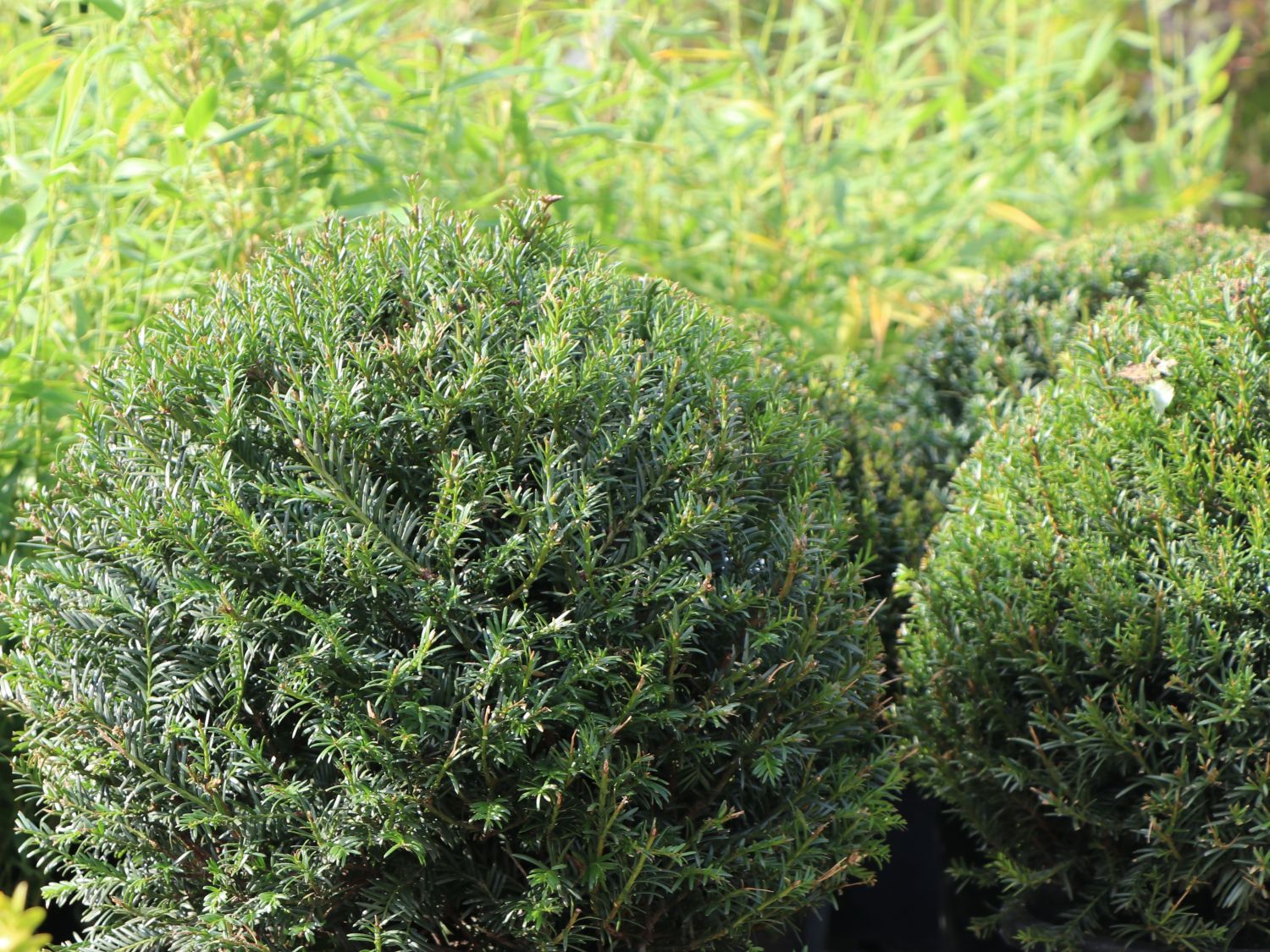 Eiben (Taxus)